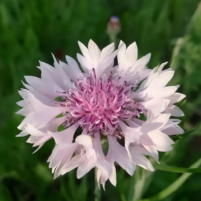Soft Pink Cornflower Seeds - Centaurea Cyanus