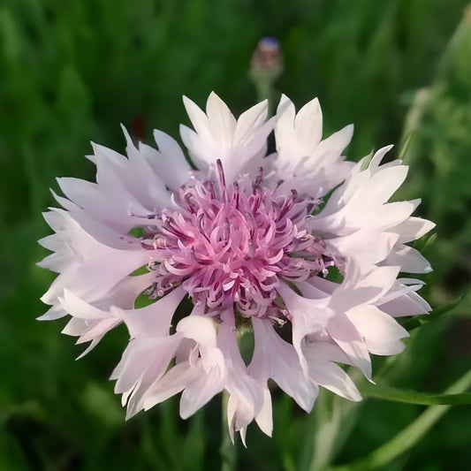 Soft Pink Cornflower Seeds - Centaurea Cyanus