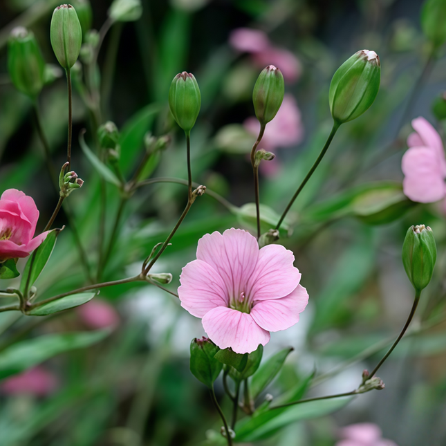 Vaccaria segetalis ‘Cowherb’ Wildflower & Filler Seed Seeds