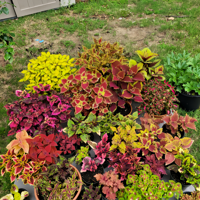 Coleus Scutellarioides 'Mixed' Ornamental Seeds