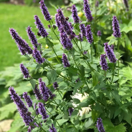 Agastache rugosa 'Korean Mint' Medicinal Herb Seeds