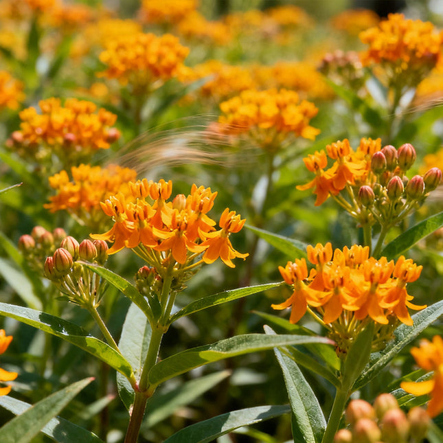 Asclepias Curassavica 'Orange' Butterfly Attraction Seeds