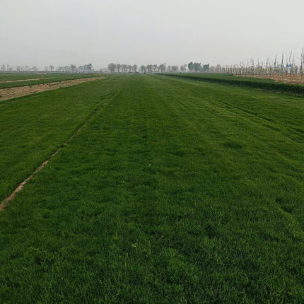 Festuca arundinacea 'Midnight II' Tall Fescue Turf Seeds