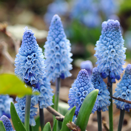 Muscari 'Blue Blossom' Imported Perennial Bulbs