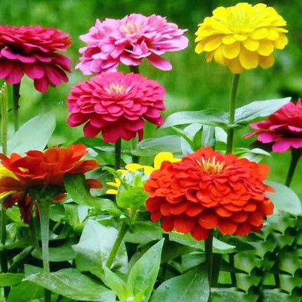 Zinnia Elegans 'Soft Pink' Ornamental Flower Seeds