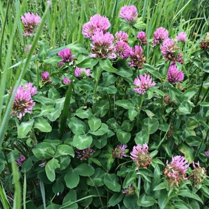 Trifolium pratense 'Red Clover' Legume Forage & Cover Crop Seeds