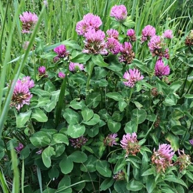 Trifolium pratense 'Red Clover' Legume Forage & Cover Crop Seeds