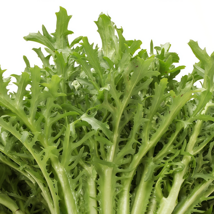 Sonchus asper 'Yellow Streak' Prickly Sow-Thistle Seeds