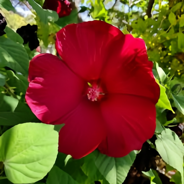 Abelmoschus Moschatus 'Dark Rose' Red Bloom Seeds
