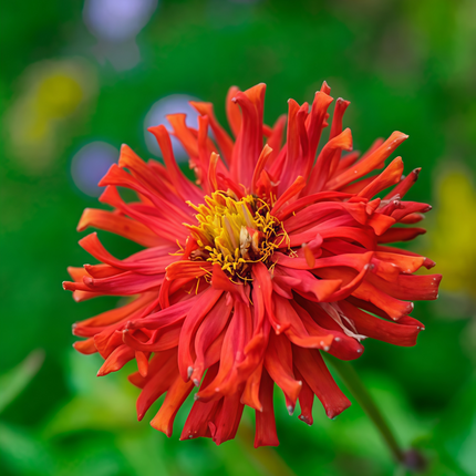 Zinnia Elegans 'Red' Scarlet Bloom Seeds