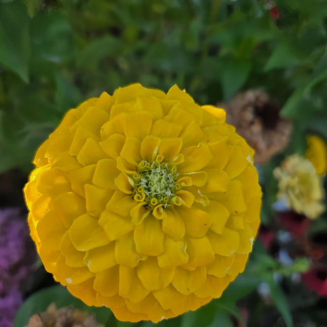Zinnia Elegans 'Golden' Yellow Zinnia Seeds