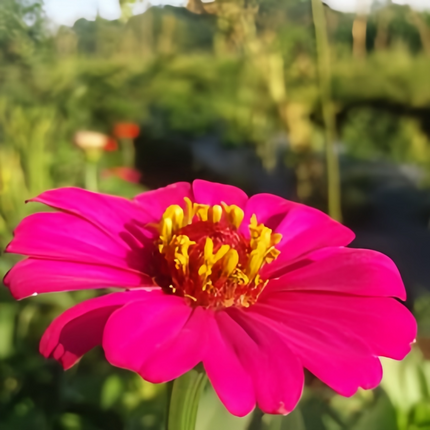 Zinnia Elegans 'Cherry Red' Bright Zinnia Seeds