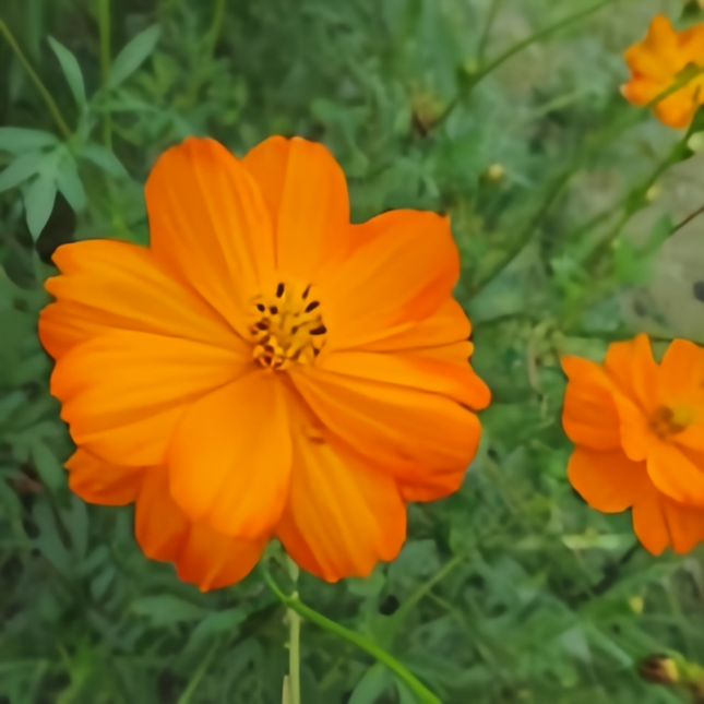 Cosmos Sulphureus 'Orange' Sunshine Seeds