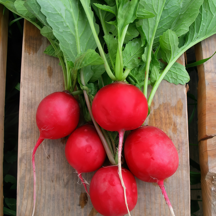 Raphanus sativus 'Red Radish' Root Vegetable Seeds