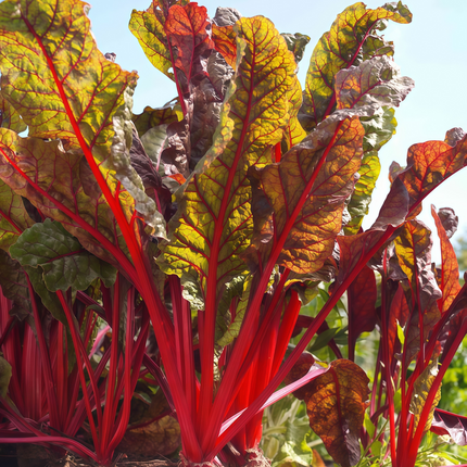 Beta vulgaris subsp. vulgaris 'Red Leaf Red Vein' Chard Seeds