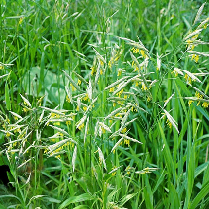 Bromus inermis 'Smooth Brome' Forage Grass Seeds