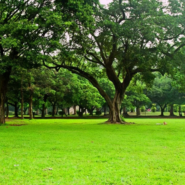 Lolium perenne 'Merit' Perennial Ryegrass Turf Seeds