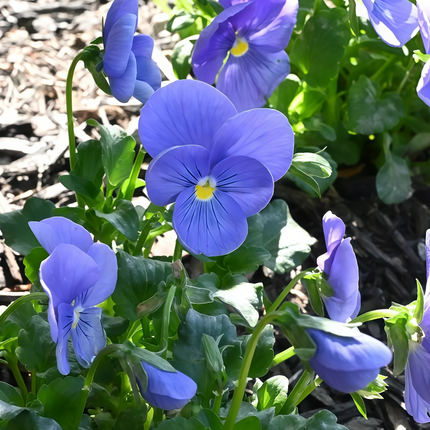 Viola Cornuta 'Pure Blue' True Blue Viola Seeds
