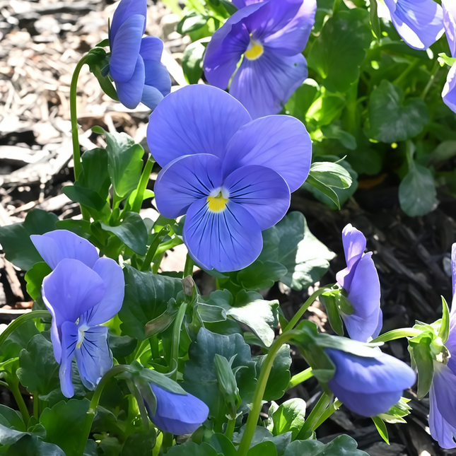 Viola Cornuta 'Pure Blue' True Blue Viola Seeds