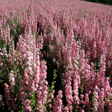 Delphinium Elatum 'Pink' Cottage Garden Seeds