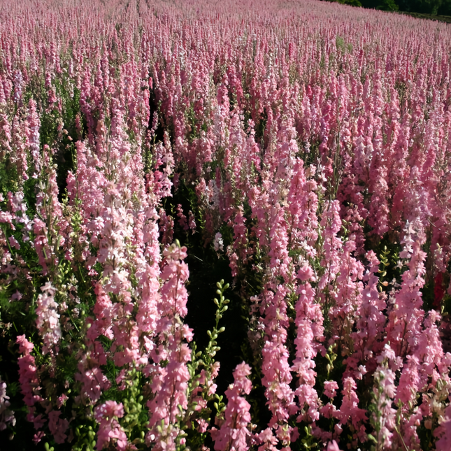 Delphinium Elatum 'Pink' Cottage Garden Seeds