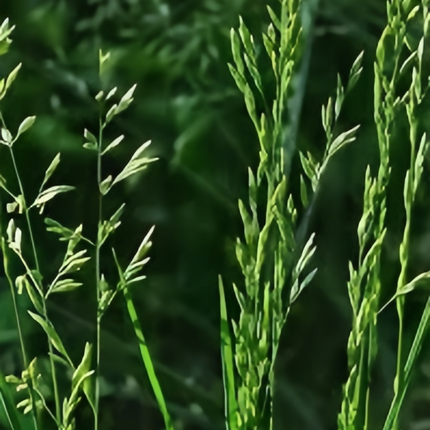 Festuca arundinacea 'Reed Fescue' Turf & Erosion Control Seeds