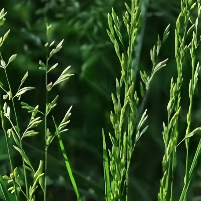 Festuca arundinacea 'Reed Fescue' Turf & Erosion Control Seeds