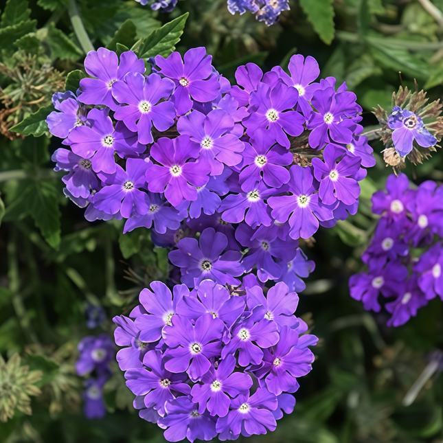 Glandularia Hybrida 'Blue' Verbena Flower Seeds