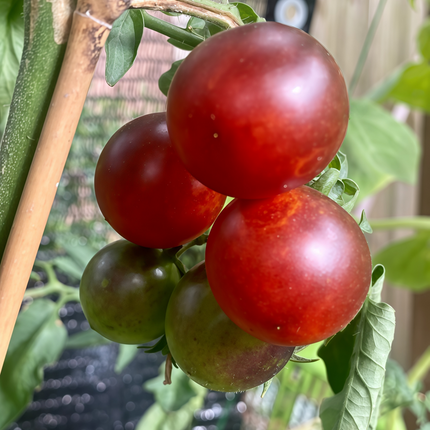 Capsicum annuum var. annuum 'Large Red' Bell Pepper Seeds