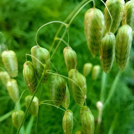 Briza media 'Quaking Grass' Ornamental Grass Seeds