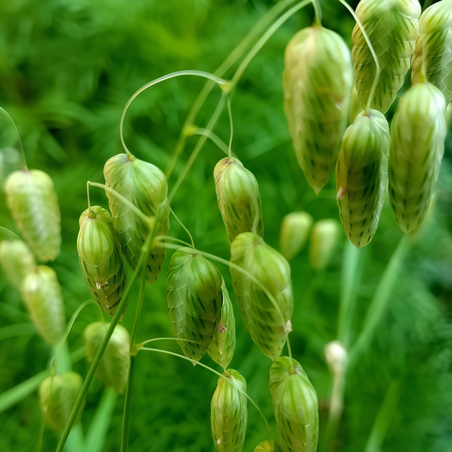 Briza media 'Quaking Grass' Ornamental Grass Seeds