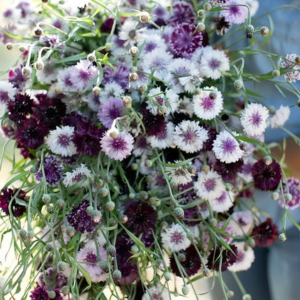 Deep Purple Cornflower Seeds -Centaurea Cyanus