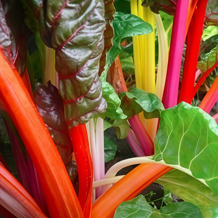 Beta vulgaris subsp. vulgaris 'Rainbow Mix' Chard Seeds