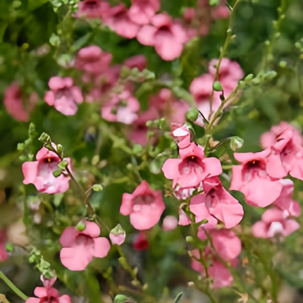 Diascia Barberae 'Pink' Delicate Seeds