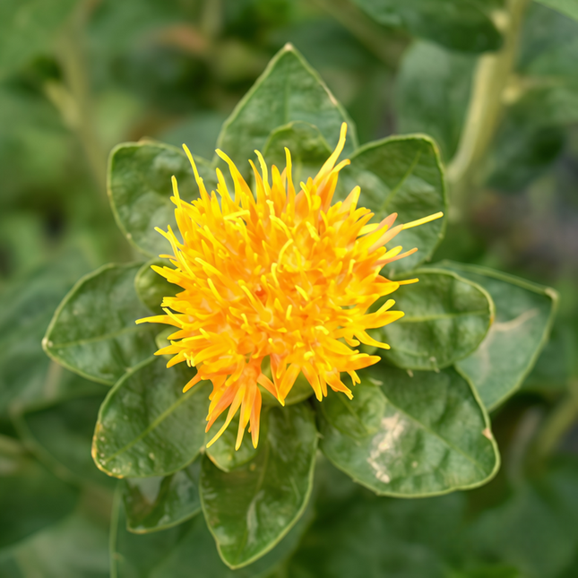 Carthamus tinctorius ‘Safflower’ Natural Colorant & Botanical Seeds