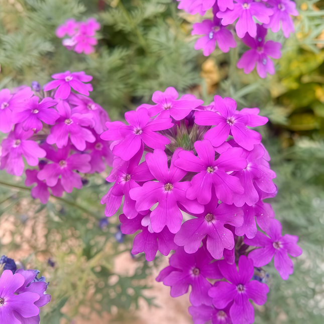 Glandularia Hybrida 'Reddish Purple' Verbena Seeds