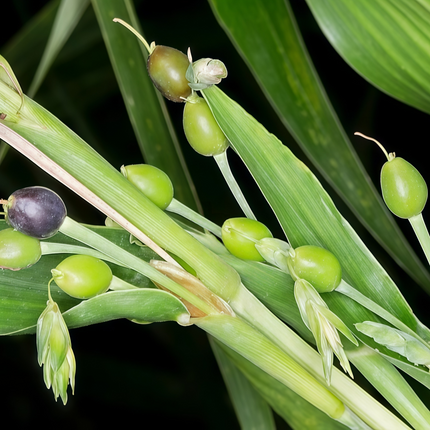 Coix lacryma-jobi 'Yellow' Job's Tears Seeds