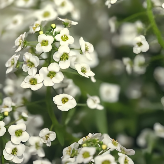 Lobularia Maritima 'White and Red' Bicolor Seeds