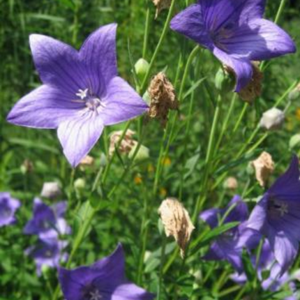 Platycodon grandiflorus 'Balloon Flower' Medicinal Root Seeds