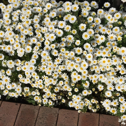 Brachycome Iberidifolia 'Snow White' Elegant Daisy Seeds
