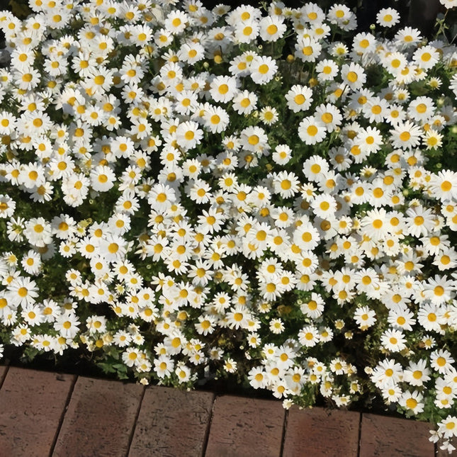 Brachycome Iberidifolia 'Snow White' Elegant Daisy Seeds