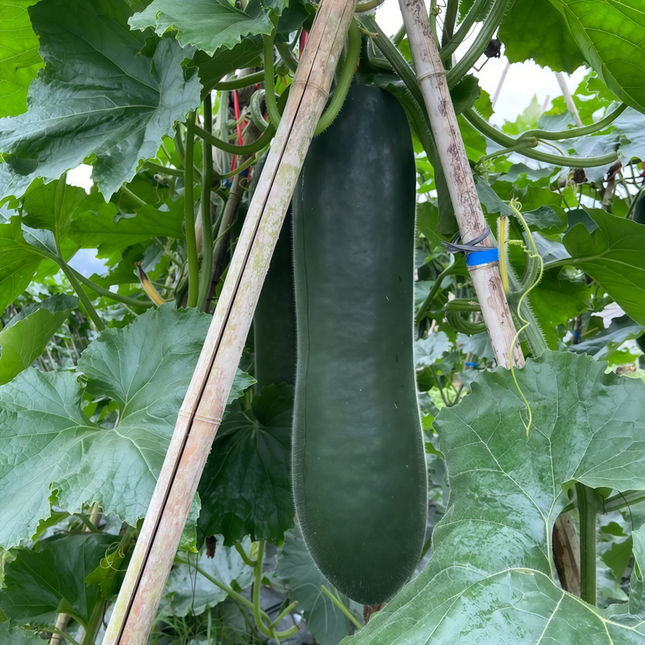 Benincasa hispida 'Green' Winter Melon Seeds