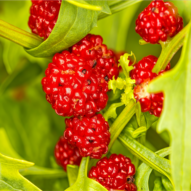 Chenopodium 'Strawberry Red' Goosefoot Seeds