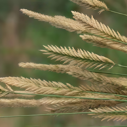 Agropyron cristatum 'Crested WG' Wheatgrass Forage Seeds