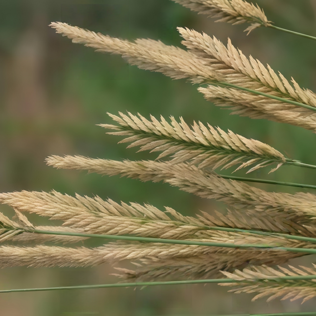 Agropyron cristatum 'Crested WG' Wheatgrass Forage Seeds