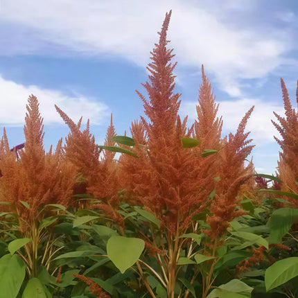 Amaranthus Caudatus 'Green Leaf Yellow Flower' Cascading Seeds