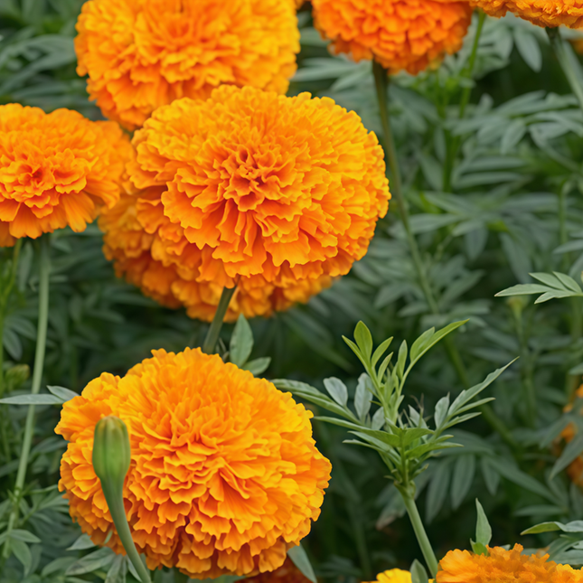 Tagetes Erecta 'Tangerine' Marigold Variety Seeds