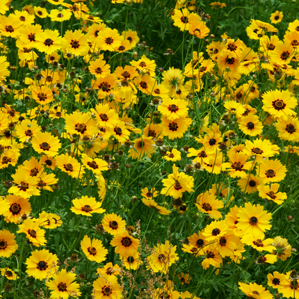 Moisture Resistant Flower Combination Mix Seeds