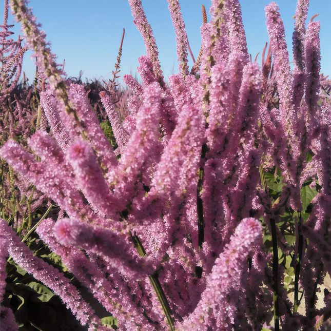 Limonium Suworowii 'Pink' Statice Flower Seeds