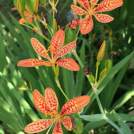 Iris domestica 'Leopard Flower' Ornamental & Medicinal Seeds